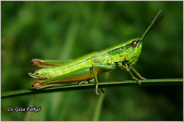16_small_gold_grasshopper.jpg - Small gold grasshopper, Euthystira brachyptera