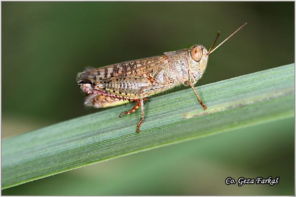 21_red-winged_grasshopper.jpg - Red-winged Grasshopper, Oedipoda germanica, Location - mesto: Novi Sad, Serbia