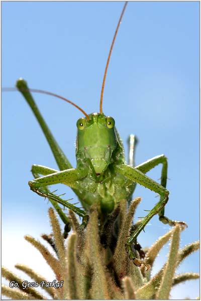 38_great_green_bush_cricket.jpg - Great Green Bush Cricket, Tettigonia viridissima