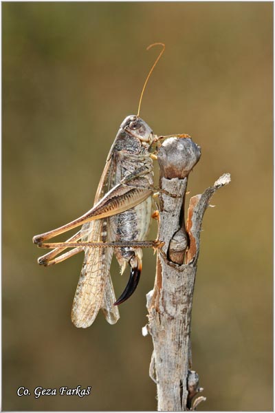 46_gray_bush_cricket.jpg - Grey Bush-cricket, Platycleis albopunctata