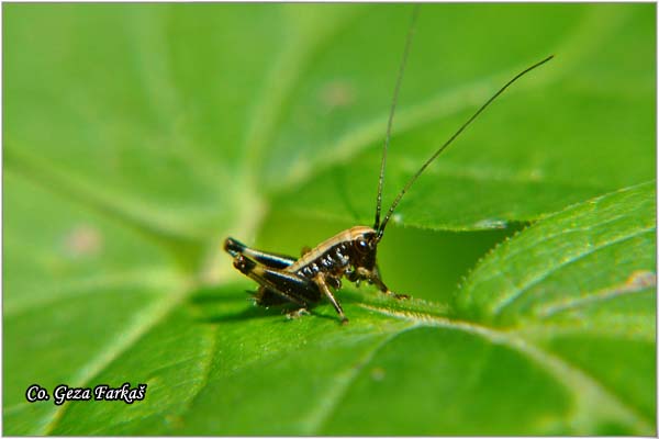 80_dark_bush_cricket.jpg - Dark Bush-cricket, Pholidoptera griseoaptera