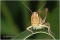 02_lesser_marsh_grasshopper
