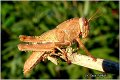 04_egyptian_grasshopper