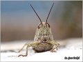06_egyptian_grasshopper