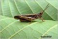 07_common_field_grasshopper