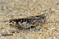 20_red-winged_grasshopper