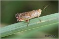 21_red-winged_grasshopper