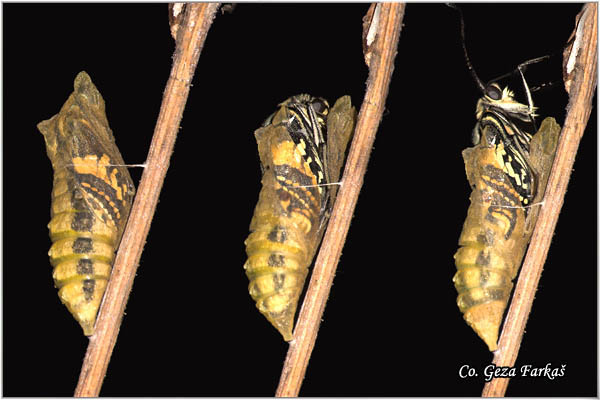 02_swallowtail.jpg - Metamorphosis of Swallowtail -  Papilio  machaon butterfly