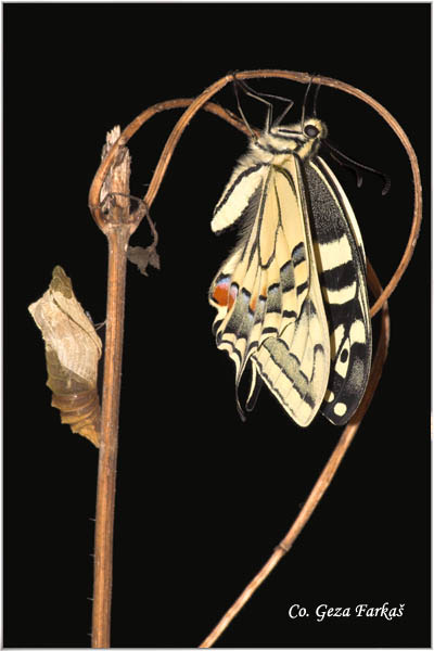 03_swallowtail.jpg - Metamorphosis of Swallowtail -  Papilio  machaon butterfly.