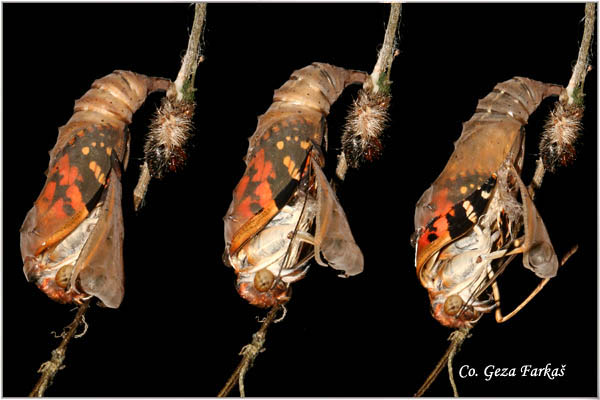 06_painted_lady.jpg - Metamorphosis of Painted lady -  Vanessa cardui butterfly.