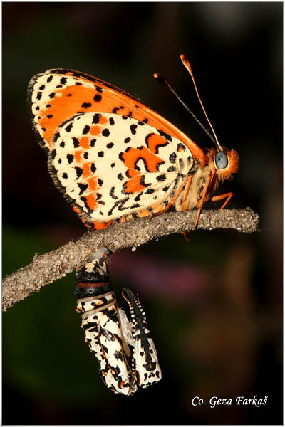 09_lesser_spotted_fritillary.jpg - Metamorphosis of   Lesser Spotted Fritillary Melitaea trivia butterfly.