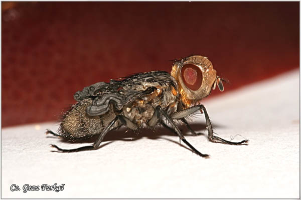24_house_fly.jpg - Metamorphosis of Musca domestica, House fly