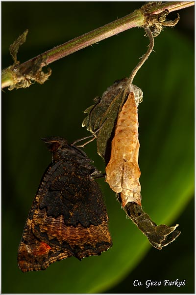 29_small_tortoiseshel.jpg - Metamorphosis of Small Tortoiseshell - Aglais urticae, butterfly.
