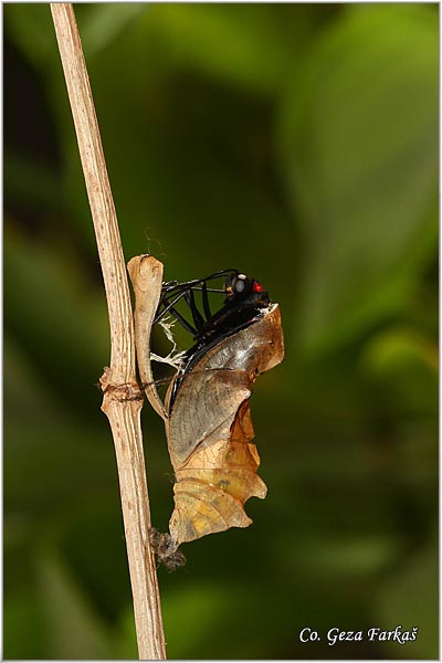 51_golden_birdwing.jpg - Golden Birdwing, Troides rhadamantus, Location: Malaysia