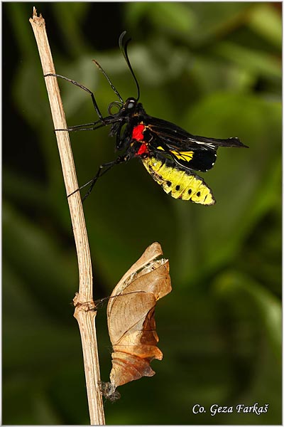 55_golden_birdwing.jpg - Golden Birdwing, Troides rhadamantus, Location: Malaysia