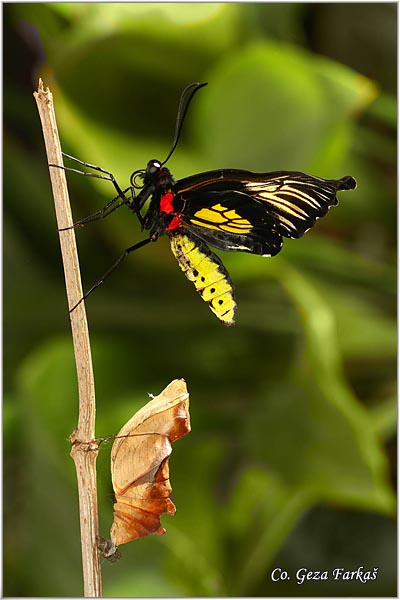 56_golden_birdwing.jpg - Golden Birdwing, Troides rhadamantus, Location: Malaysia