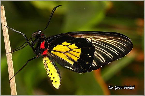 57_golden_birdwing.jpg - Golden Birdwing, Troides rhadamantus, Location: Malaysia