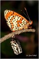 09_lesser_spotted_fritillary