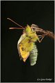62_bergers_clouded_yellow