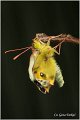 63_bergers_clouded_yellow