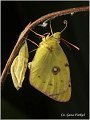67_bergers_clouded_yellow
