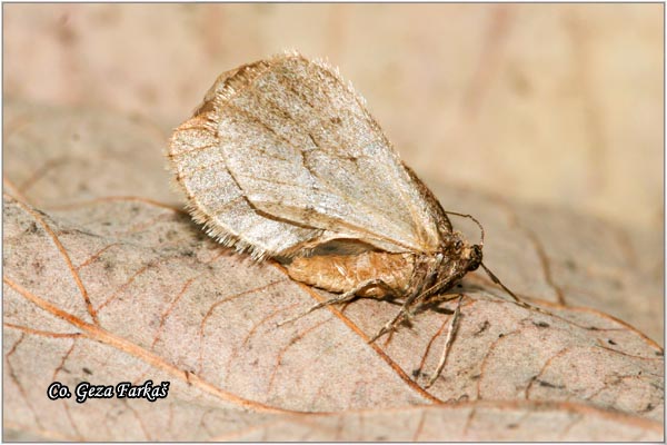 09_winter_moth.jpg - Winter moth, Operophtera brumata, Mrazovac, Location: Fruska gora, Serbia