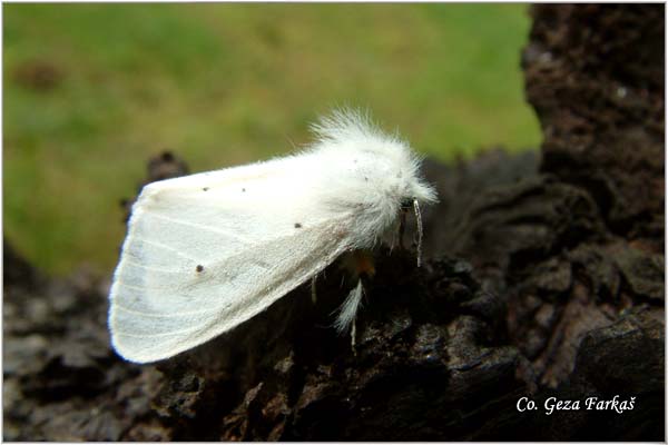 10_muslin_moth.jpg - Muslin Moth, Diaphora mendica