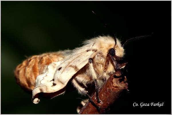 11_gypsy_moth.jpg - Asian gypsy moth, Lymantria dispar