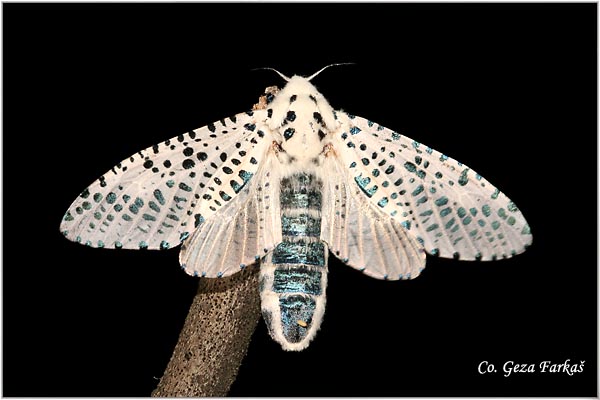 17_leopard_moth.jpg - Leopard Moth, Zeuzera pyrina