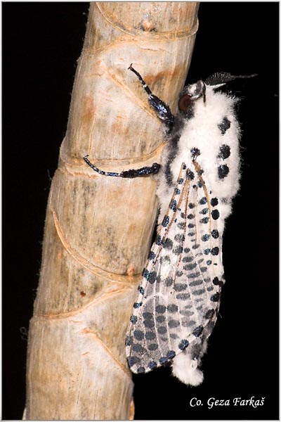 18_leopard_moth.jpg - Leopard Moth, Zeuzera pyrina