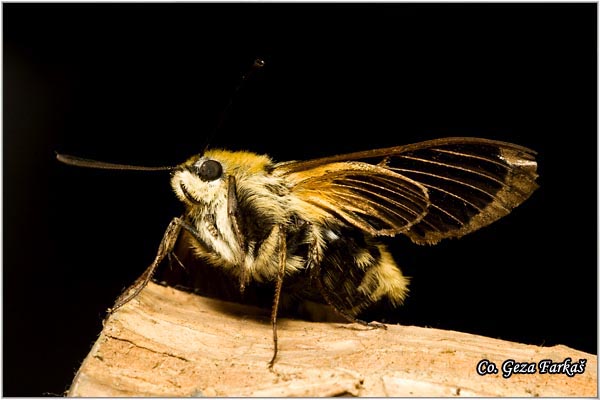 22_narrow-bordered_bee_hawk-moth.jpg - Narrow-bordered bee hawk-moth, Hemaris tityus,  Location: Fruska gora, Serbia