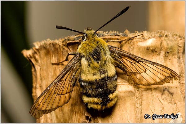 23_narrow-bordered_bee_hawk-moth.jpg - Narrow-bordered bee hawk-moth, Hemaris tityus,  Location: Fruska gora, Serbia