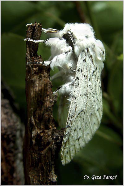 24_lesser_puss_moth.jpg - Lesser Puss Moth,  Cerura erminea