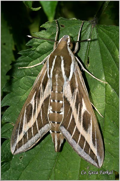 25_striped_hawk-moth.jpg - Striped Hawk-moth, Hyles livornica