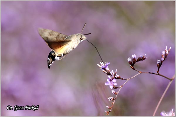 28_hummingbird_hawk.jpg - Hummingbird Hawk-moth, Macroglossum stellatarum, Kolibric, Location: ,Skhiatos, Grece