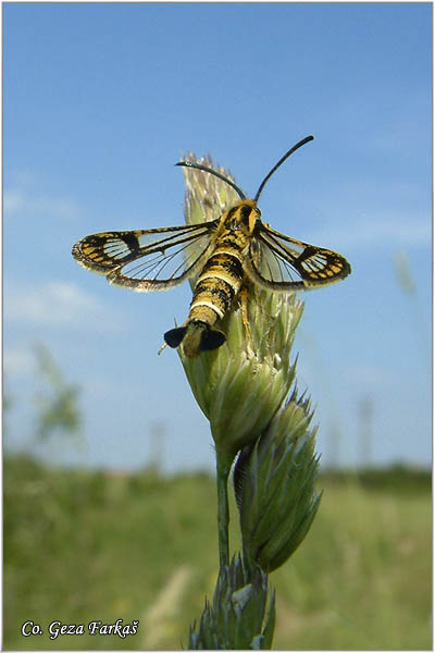 54_hungarian_clearwing_moth.jpg - Hungarian Clearwing Moth, Chamaesphecia hungarica, Mesto - Location: Novi Sad, Serbia