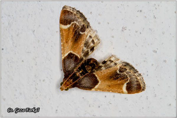 78_meal_moth.jpg - Meal Moth, Pyralis farinalis, Mesto - Location: Novi Sad, Serbia