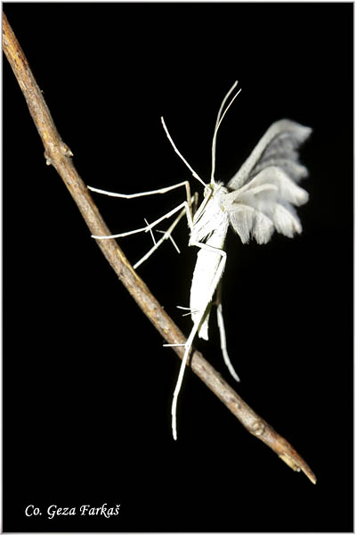 82_white_plume_moth.jpg - White Plume Moth, Pterophorus pentadactyla, Mesto - Location: Tara, Serbia