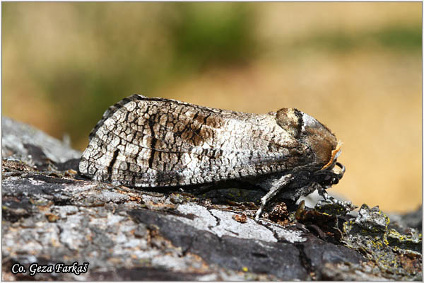 93_goat_moth.jpg - Goat Moth, Cossus cossus,  Mesto - Location: Mokra gora, Serbia