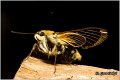 22_narrow-bordered_bee_hawk-moth