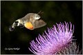 27_hummingbird_hawk