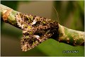 39_orache_moth