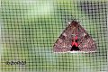 40_red_underwing