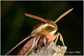 43_spurge_hawk-moth