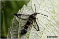 55_currant_clearwing
