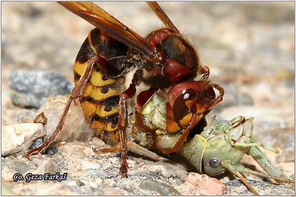02_european_hornet.jpg - European hornet, Vespa crabro