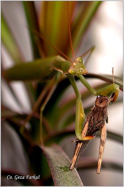 06_praying_mantis.jpg - Praying mantis, Mantis religiosa