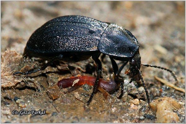 11_carrion_beetle.jpg - Carrion beetle, Phosphuga atrata, Location - mesto: Han pjesak, Bosnia and Herzegovina