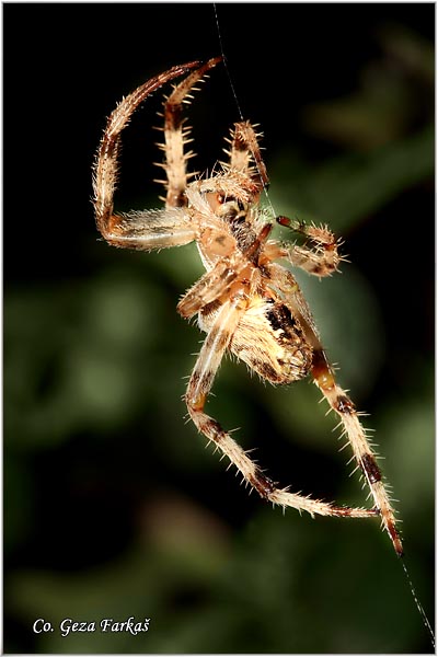 009_garden_spider.jpg - Garden spider or diadem spider,  Araneus diadematus