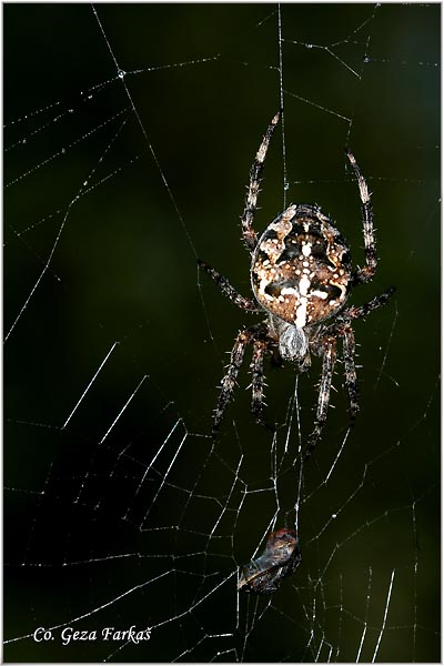 011_garden_spider.jpg - Garden spider or diadem spider,  Araneus diadematus